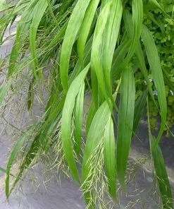 Future Forests More Hakonechloa Macra 9 Future Forests More Hakonechloa Macra