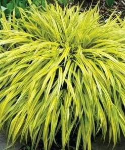 Future Forests More Hakonechloa Macra Aureola