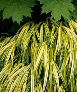 Future Forests More Hakonechloa Macra Aureola