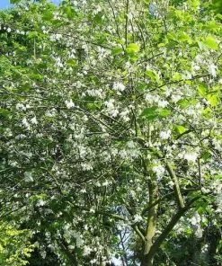 Future Forests Trees Halesia Carolina - Snowdrop Tree