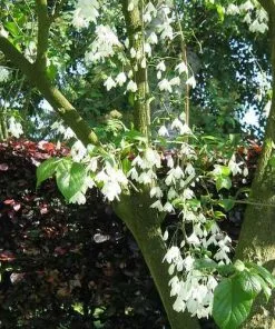 Future Forests Trees Halesia Carolina - Snowdrop Tree