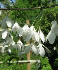 Future Forests Trees Halesia Carolina - Snowdrop Tree