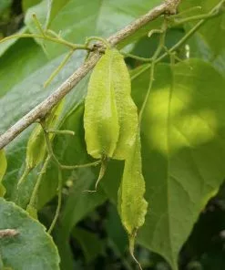 Future Forests Trees Halesia Carolina - Snowdrop Tree