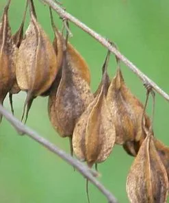 Future Forests Trees Halesia Carolina - Snowdrop Tree