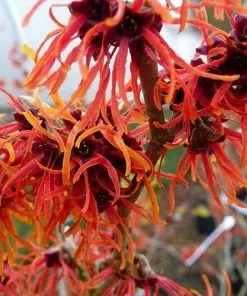 Future Forests Hamamelis X Intermedia Jelena