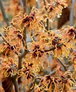 Future Forests Hamamelis X Intermedia Jelena