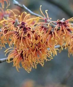 Future Forests Hamamelis X Intermedia Jelena