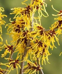 Future Forests Hamamelis X Intermedia Arnold Promise Shrubs