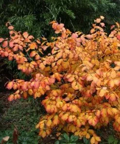 Future Forests Hamamelis X Intermedia Arnold Promise Shrubs