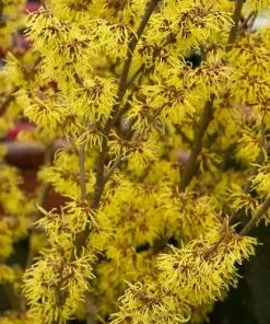 Future Forests Hamamelis X Intermedia Arnold Promise Shrubs