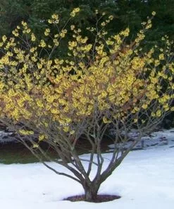 Future Forests Hamamelis X Intermedia Arnold Promise Shrubs