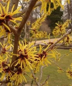 Future Forests Hamamelis X Intermedia Arnold Promise Shrubs