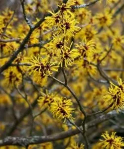 Future Forests Hamamelis X Intermedia Arnold Promise Shrubs