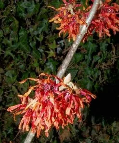 Future Forests Hamamelis X Intermedia Diane
