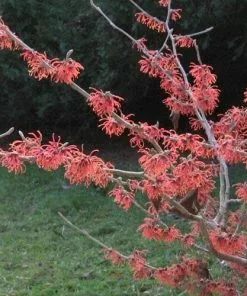 Future Forests Hamamelis X Intermedia Diane