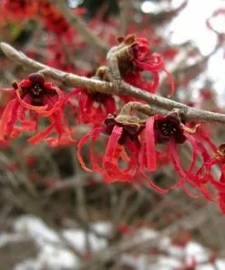 Future Forests Hamamelis X Intermedia Diane