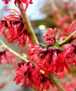 Future Forests Hamamelis X Intermedia Diane