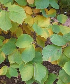 Future Forests Hamamelis X Intermedia Diane