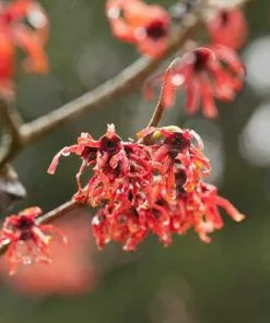 Future Forests Hamamelis X Intermedia Diane