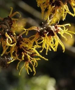 Future Forests Hamamelis X Intermedia Orange Beauty