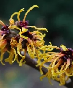 Future Forests Hamamelis X Intermedia Orange Beauty 8 Future Forests Hamamelis X Intermedia Orange Beauty