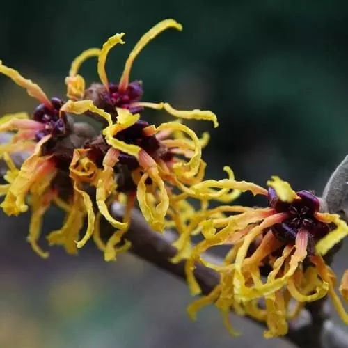 Future Forests Hamamelis X Intermedia Orange Beauty 5 Future Forests Hamamelis X Intermedia Orange Beauty