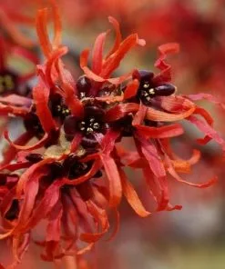 Future Forests Hamamelis X Intermedia Orange Beauty 9 Future Forests Hamamelis X Intermedia Orange Beauty