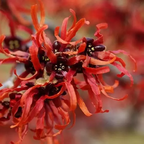 Future Forests Hamamelis X Intermedia Orange Beauty 6 Future Forests Hamamelis X Intermedia Orange Beauty