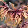 Future Forests Hamamelis X Intermedia Orange Beauty
