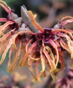 Future Forests Hamamelis X Intermedia Orange Beauty