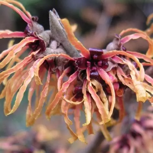 Future Forests Hamamelis X Intermedia Orange Beauty 3 Future Forests Hamamelis X Intermedia Orange Beauty