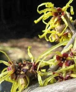 Future Forests Hamamelis X Intermedia Pallida Shrubs