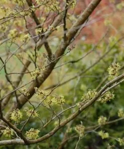 Future Forests Hamamelis X Intermedia Pallida Shrubs
