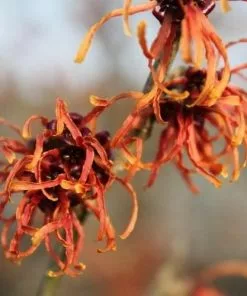 Future Forests Shrubs Hamamelis X Intermedia Ruby Glow