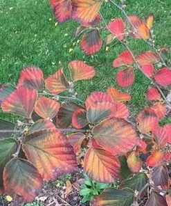 Future Forests Shrubs Hamamelis X Intermedia Ruby Glow