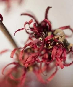 Future Forests Shrubs Hamamelis X Intermedia Ruby Glow