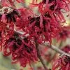 Future Forests Shrubs Hamamelis X Intermedia Ruby Glow