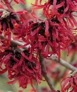 Future Forests Shrubs Hamamelis X Intermedia Ruby Glow