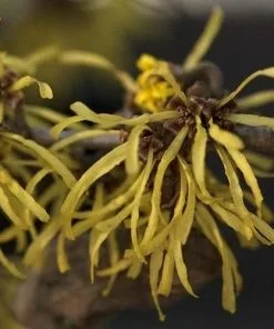 Future Forests Shrubs Hamamelis X Intermedia Westerstede