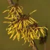 Future Forests Shrubs Hamamelis X Intermedia Westerstede
