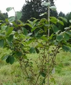 Future Forests Shrubs Hamamelis X Intermedia Westerstede