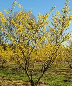 Future Forests Shrubs Hamamelis X Intermedia Westerstede