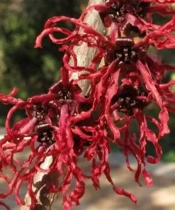 Future Forests Shrubs Hamamelis X Intermedia Birgit