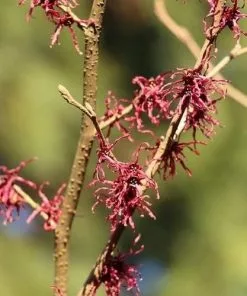 Future Forests Shrubs Hamamelis X Intermedia Birgit