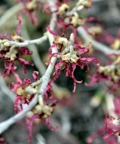 Future Forests Shrubs Hamamelis X Intermedia Birgit