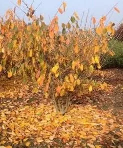 Future Forests Shrubs Hamamelis X Intermedia Birgit