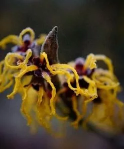 Future Forests Hamamelis X Intermedia Ripe Corn