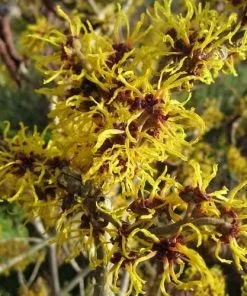 Future Forests Hamamelis X Intermedia Ripe Corn