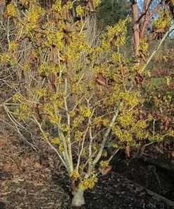Future Forests Hamamelis X Intermedia Ripe Corn