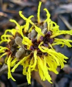 Future Forests Hamamelis X Intermedia Ripe Corn